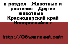  в раздел : Животные и растения » Другие животные . Краснодарский край,Новороссийск г.